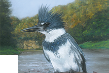 Belted Kingfisher