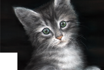 Little Innocence