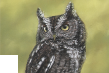 Screech Owl