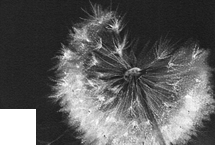 Wishes I