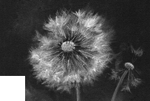 Wishes II
