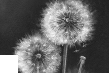 Wishes III